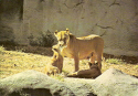 Lion cub&mother.jpg (832208 bytes)